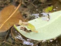 Ceriagrion coromandelianum
