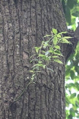 Hopea odorata