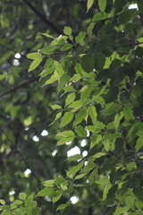 Hopea odorata