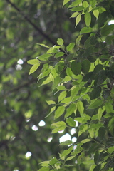 Hopea odorata