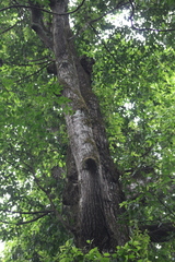 Hopea odorata