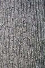 Hopea odorata