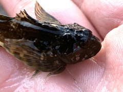 Clinocottus recalvus