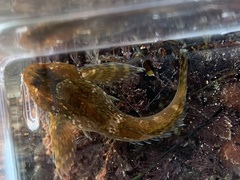Clinocottus recalvus