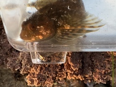 Clinocottus recalvus