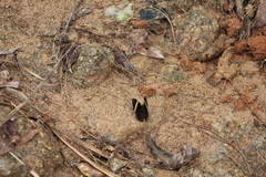 Abisara fylla