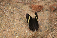 Abisara fylla