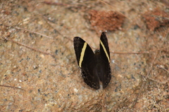 Abisara fylla