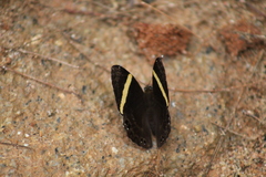 Abisara fylla