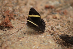 Abisara fylla