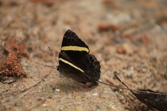 Abisara fylla