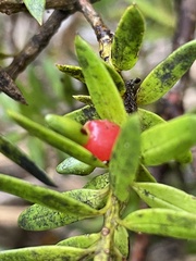 Podocarpus laetus