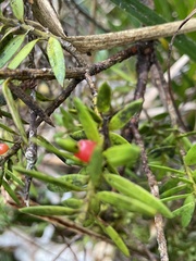 Podocarpus laetus