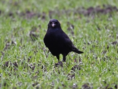 Corvus corone