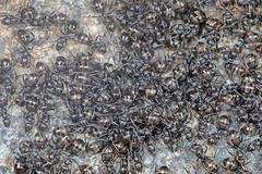Formica lemani