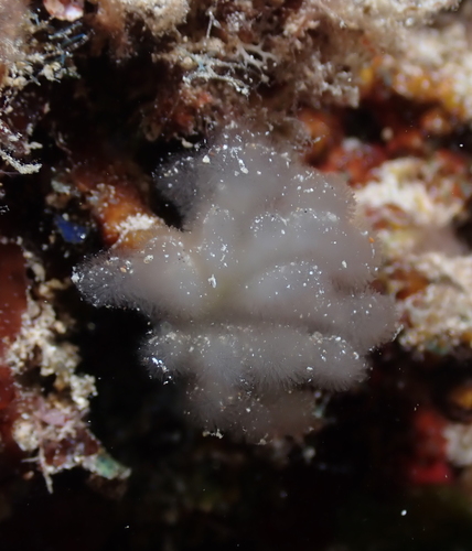 Gibsmithia observed 2021-11-20