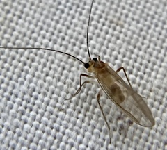 Stenopsocus