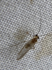 Stenopsocus