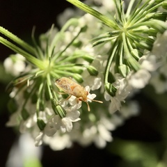 Germalus australis