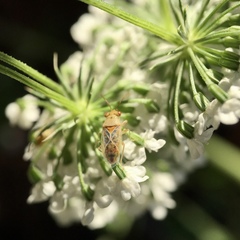 Germalus australis