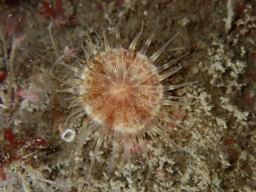 Hormathia coronata