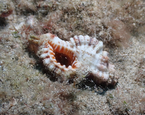 Cymatium nicobaricum observed 2021-11-20