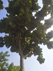 Tracheophyta