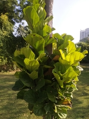 Tracheophyta