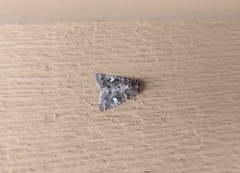 Properigea albimacula