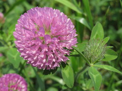 Trifolium pratense