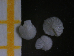 Elphidium