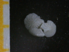 Elphidium