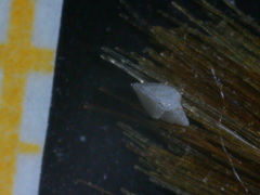 Elphidium