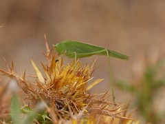 Phaneroptera laticerca