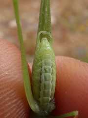 Phaneroptera laticerca