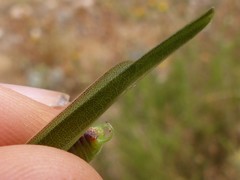 Phaneroptera laticerca