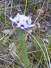 Gompholobium confertum