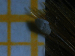 Elphidium