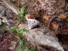 Calliostoma zizyphinum