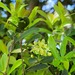 Denhamia parvifolia - Photo (c) Darren Fielder, algunos derechos reservados (CC BY-NC), subido por Darren Fielder