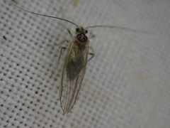 Stenopsocus