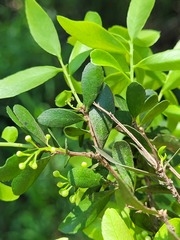 Denhamia parvifolia