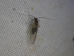 Stenopsocus