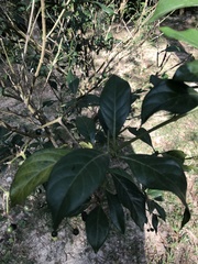 Pavetta hongkongensis