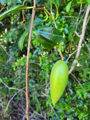 Parsonsia leichhardtii