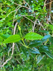 Parsonsia leichhardtii