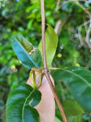 Parsonsia leichhardtii