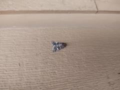 Properigea albimacula