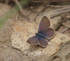 Zizeeria knysna knysna