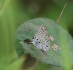 Zizeeria knysna knysna